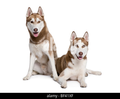 Husky Hunde, 4 und 1 Jahr alt, sitzen vor weißem Hintergrund, Studio gedreht Stockfoto