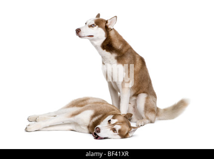 Husky Hunde, 4 und 1 Jahr alt, sitzen vor weißem Hintergrund, Studio gedreht Stockfoto