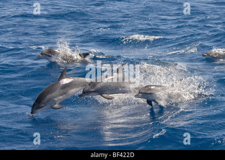 Eine Gruppe von Atlantic Spotted Dolphins, Stenella Frontalis, Porpoising in Sequenz, Azoren, Atlantik. Stockfoto