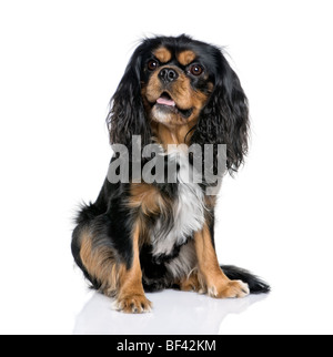 Cavalier King Charles Spaniel, 2 Jahre alt, sitzt vor weißem Hintergrund Stockfoto