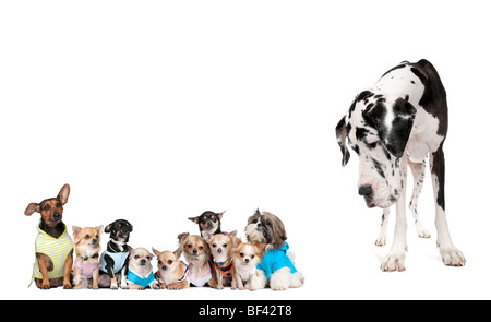 Großer Hund mit Blick auf kleine Welpen vor weißem Hintergrund, erschossen studio Stockfoto