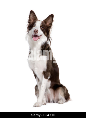 Border Collie, 1 Jahr alt, sitzt vor weißem Hintergrund, Studio gedreht Stockfoto