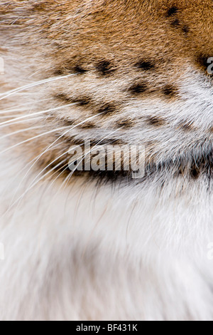 Nahaufnahme der eurasische Luchs Schnurrhaare, Lynx Lynx, 5 Jahre alt Stockfoto