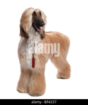 Young Brown Grommed Afghanischer Windhund, 1 Jahr alt, vor einem weißen Hintergrund, Studio gedreht Stockfoto