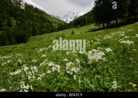 Blumige Weide, Pre Michel mit Narzissen blühenden Anemonen Anemone Narcissiflora, Naturpark Queyras, Französische Alpen Stockfoto