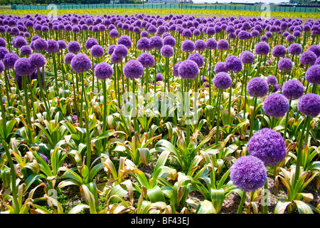 Riesige lila Allium kultiviert in den Niederlanden Stockfoto