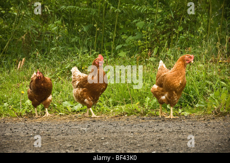 Drei braune Freiwechselhühner, die auf einem Feldweg in der britischen Landschaft unterwegs sind. Stockfoto