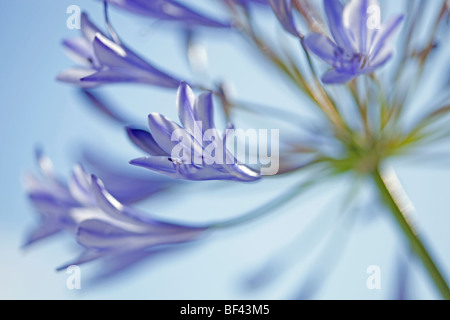 Kreative Nahaufnahme von einer Agapanthus vor blauem Himmel Stockfoto