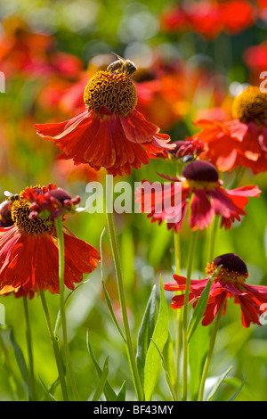 Helenium Moerheim Beauty & eine sehr glückliche Biene Stockfoto