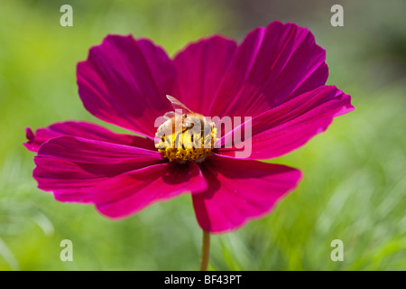 Schöne lebendige rosa Cosmos und Biene in sanfte Sommersonne Stockfoto