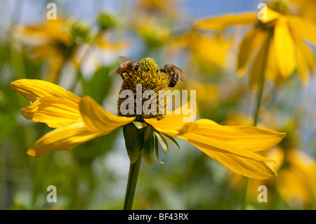 Bienen sammeln Pollen auf Rudbeckia Nitida 'Herbstonne' an einem sonnigen Sommertag Stockfoto