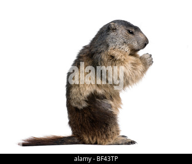 Alpine Murmeltier, Marmota Marmota, 4 Jahre alt, sitzt vor weißem Hintergrund, Studio gedreht Stockfoto