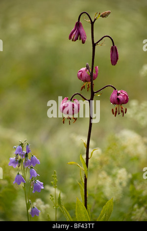 Martagon Lily Lilium Martagon (und Glockenblume) mit morgendlichen Tau und Regentropfen, im französischen Nationalpark Ecrins Stockfoto