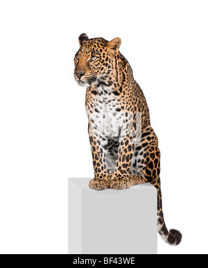 Leopard, Panthera Pardus, sitzend auf Sockel vor weißem Hintergrund, Studio gedreht Stockfoto