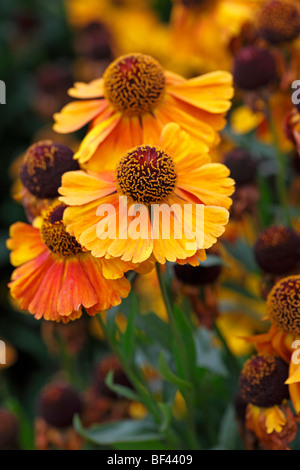 Lebhafte gelbe Helenium Stockfoto