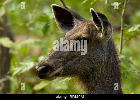 Wachsam weiblichen Sambar Hirsche, Rusa unicolor, Kanha National Park, Indien Stockfoto