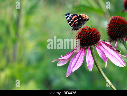 Roter Admiral Schmetterling auf Echinacea Purpurea Stockfoto