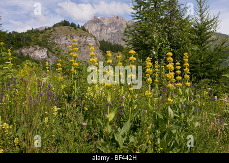 Gelbe Enzian Gentiana Lutea in Blumenwiese im Narreyroux-Tal, der Nationalpark Ecrins, Französische Alpen, Frankreich Stockfoto