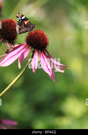 Roter Admiral Schmetterling auf Echinacea Purpurea Stockfoto