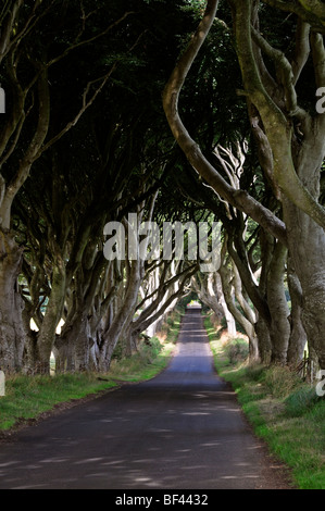 Von Bäumen gesäumten Allee Fahrbahn, die The Dark Hedges Bogen gewölbt Bregagh Road in der Nähe von Armoy Stranocum County Antrim Northern Ireland Stockfoto