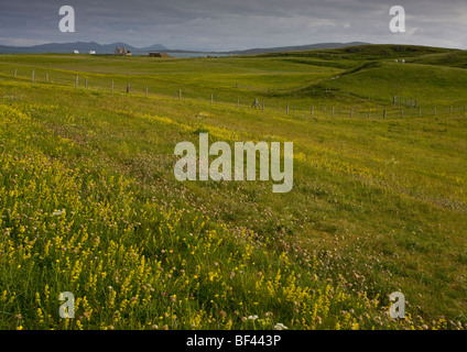 Blumige Wiese auf der Ost Küste von Berneray (Bearnaraigh) im Juli; Äußeren Hebriden, Schottland Stockfoto