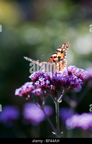 Distelfalter Schmetterling auf Verbena Bonariensis Stockfoto