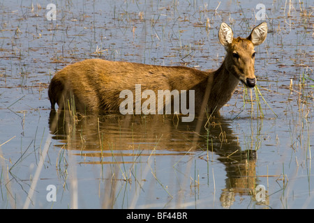 Weibliche Barasingha aka Swamp Deer, Cervus duvauceli, Kanha Tiger Reserve, aka Kanha Nationalpark, IndiaKanha Nationalpark Indien Barasingha Sumpf dee Stockfoto