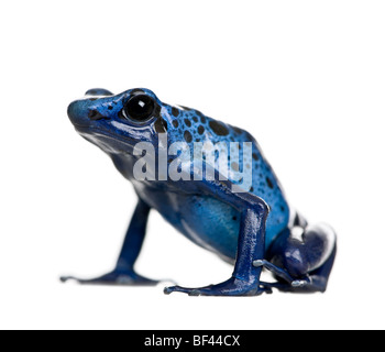 Blauer Pfeilgiftfrosch Dendrobates Azuresus vor weißem Hintergrund, Studio gedreht Stockfoto