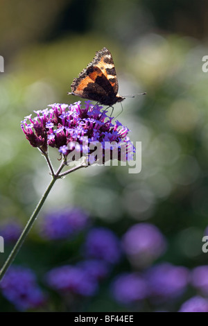 Distelfalter Schmetterling auf Verbena Bonariensis Stockfoto