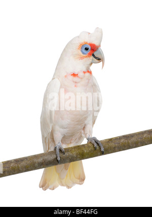 Lange-billed Corella, Cacatua Tenuirostris, vor einem weißen Hintergrund, Studio gedreht Stockfoto