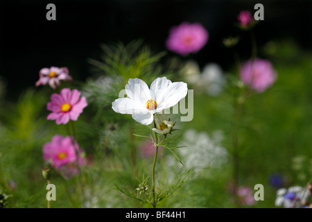Schöne rosa Cosmos in sanfte Sommersonne Stockfoto