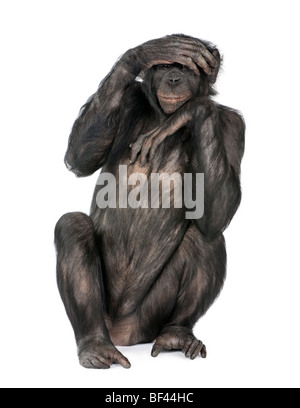 Porträt von Schimpansen mit Hand am Kopf sitzen vor weißem Hintergrund, Studio gedreht Stockfoto