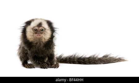 Young White Marmoset, Callithrix Geoffroyi, 5 Monate alt, vor weißem Hintergrund Stockfoto