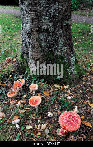 Amanita Muscaria Fliegenpilz rote giftige Pilz Gruppe Cluster Haufen neben unter Schattenbaum Grafschaft Wicklow Pilz wächst Stockfoto