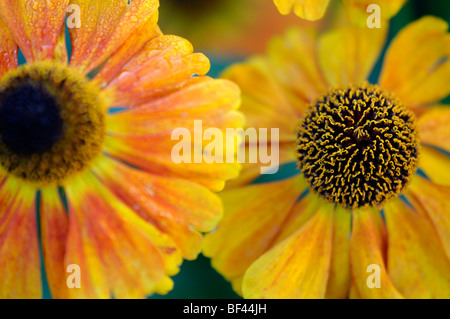 Helenium Blume Sneezeweed Closeup Nahaufnahme Makro Porträt Detail Blume Blüte mehrjährige Stockfoto
