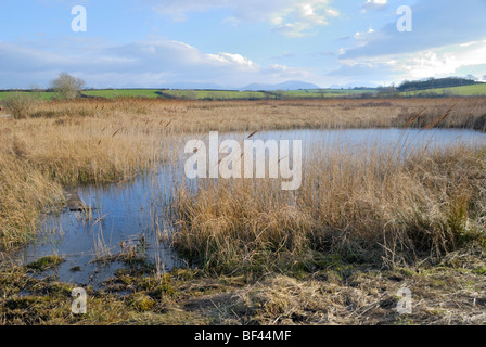 CORS Bodeilio Naturschutzgebiet, Anglesey, Nordwales Stockfoto