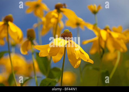 Sommer-Rand des lebhaften gelben Rudbeckia Nitida Herbstonne gegen einen blauen Sommerhimmel Stockfoto