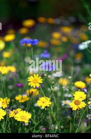 Eingebürgert, Pflanzung von Wildblumen, Kornblumen & Mais Ringelblumen Stockfoto