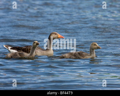 Graugans Gans Anser Anser Familie Martham breit, Norfolk. Stockfoto