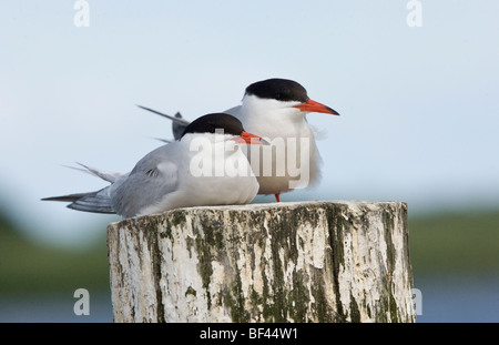 Gemeinsamen Seeschwalbe paar Sterna Hirundo sitzen auf Post, Martham breit, Norfolk. Stockfoto