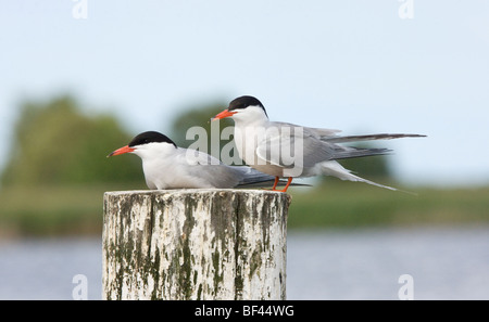 Gemeinsamen Seeschwalbe paar Sterna Hirundo sitzen auf Post, Martham breit, Norfolk. Stockfoto