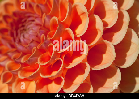 Die herzförmigen Blütenblätter eine orange farbigen Dahlien Nahaufnahme Stockfoto