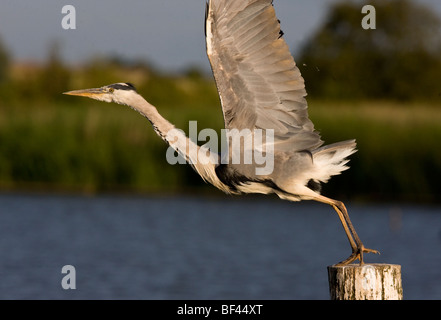 Grey Heron Ardea Cinerea, sitzen auf Post, einfach abheben, Norfolk Broads. Stockfoto