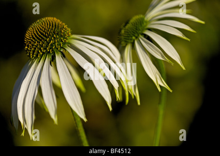 Echinacea Purpurea "Weißer Schwan" Stockfoto