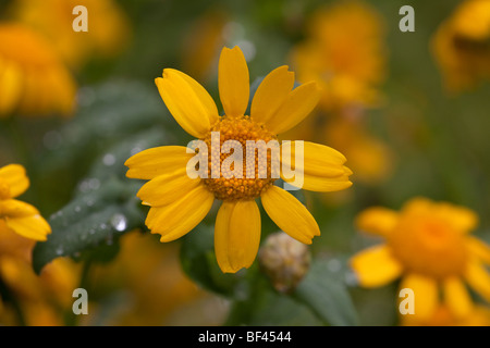 Mais-Ringelblume Chrysanthemum Segetum - ungewöhnlich Maisfeld Unkraut. Dorset. Stockfoto