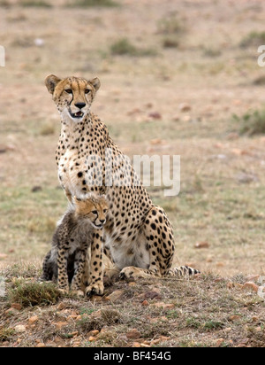 Gepard mit seinen cub Stockfoto