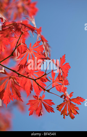 Acer Japonicum 'Aconitifolium' in lebendigen Farben der Herbst vor blauem Himmel Stockfoto