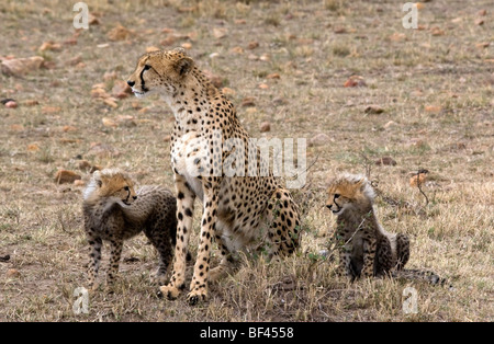 Geparden-Familie-Jagd Stockfoto