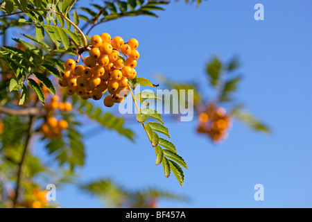 Vogelbeere - Sorbus "Sunshine" vor einem tiefblauen Himmel gelb Stockfoto