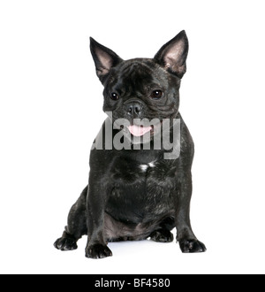 Französische Bulldogge, 1 Jahr alt, sitzt vor weißem Hintergrund, Studio gedreht Stockfoto